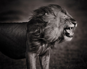 Masai-Mara-Lion.jpg