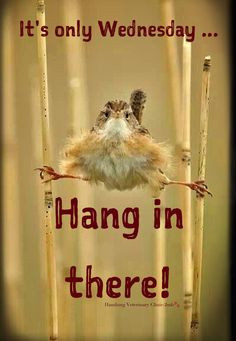 Wednesday Humor - Animal funny: Happy Wednesday! Hang in there. The ...