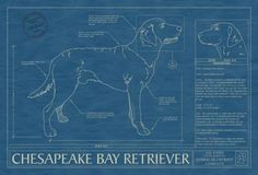 Animal Blueprint Company: Chesapeake Bay Retriever Blueprint More