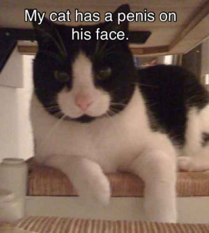Funny Penis Quotes http://uberhumor.com/my-cat-has-a-penis-on-his-face