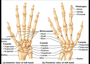 Hand Bones Anatomy Quiz