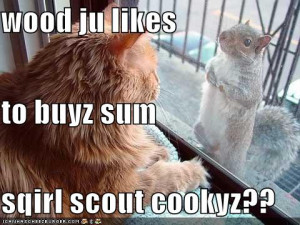 funny pictures gimme food cat funny pictures give us burgers