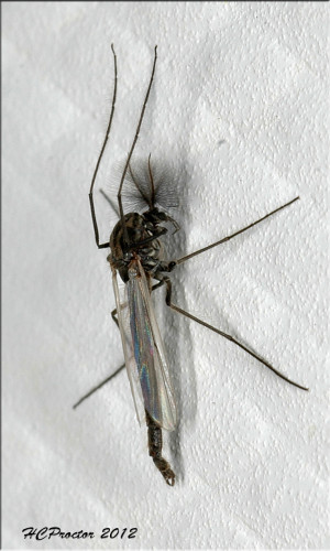 Male Midge Plumose Antennae...
