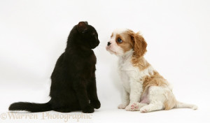 WP25312 Cavalier King Charles Spaniel pup with a black cat.