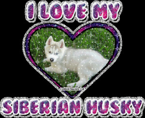 love husky dogs