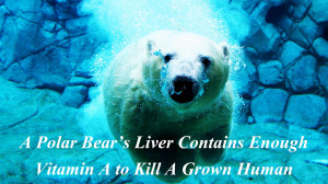 polar-bear-animal-quotes-facts