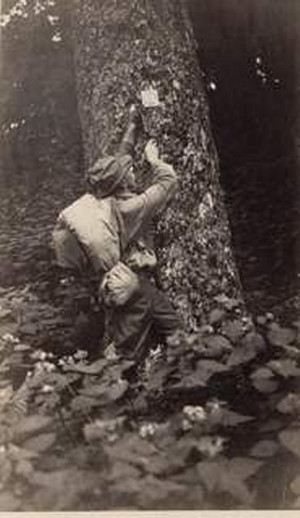 1929 painting Appalachian Trail markers in the GSMNP