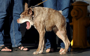 In pictures: The 2014 World's Ugliest Dog Contest