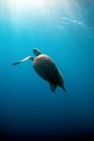 fastest sea turtle on the reef gracefully navigate the oceans decline