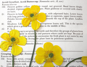 Cheer Up Buttercup Sayings Today's mosaic has a buttercup