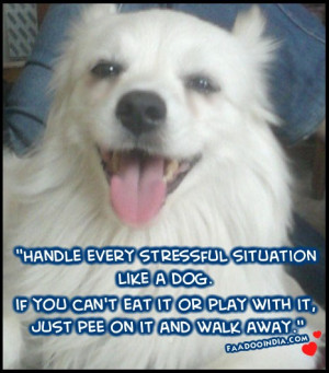 Handle every stressful situation Like A Dog. if you can’t eat it or ...
