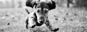 Dachshund Puppy Facebook