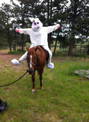 quotations horse horse quotes humor pets horses widget website widget