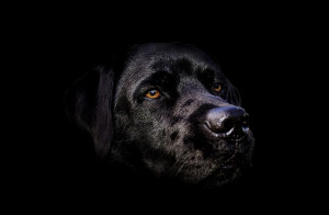 Black Dog Named Depression