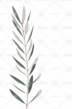 olive tree branch tree branches collection stock photo branch of ...
