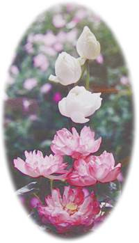 Some Names Given By Sri Aurobindo and The Mother