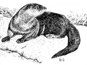 River otter, Lutra canadensis