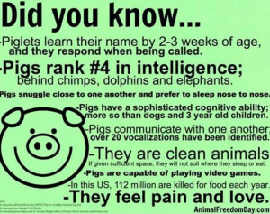 pet pigs