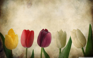 tulips_vintage-wallpaper-flower+wallpaper-beautiful+flower.jpg