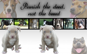 Pitbull Puppy Wallpaper by PiinkylOve19