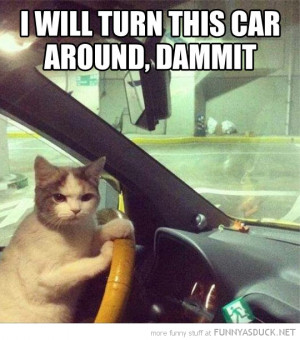 funny-pictures-turn-this-car-around-cat-driving.jpg
