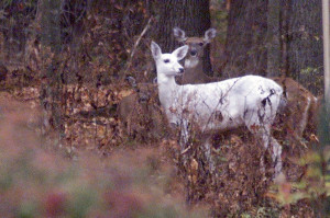Report: Livingston County boy shoots rare albino deer with crossbow