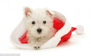 cute christmas puppies
