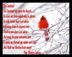 ... many years ago i love cardinals more cardinals watches cardinals poems