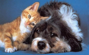 So Sweet – Pictures of Cats and Dogs