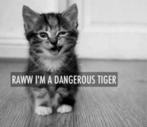 cute, kitten, quotes