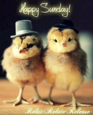 Happy Sunday! Cute chicks via www.Facebook.com/RelaxRelateRelease