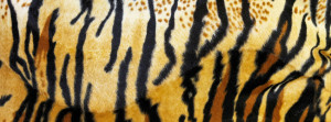 animal print facebook ba animal print facebook ti yellow throated ...