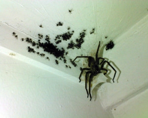 Was ist die größte Spinne der Welt und wo gibt es Bilder dieser ...