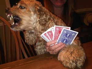 If dogs played bridge ....
