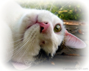 Odin the One-Eyed Cat