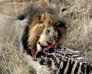 Lion Eating Zebra