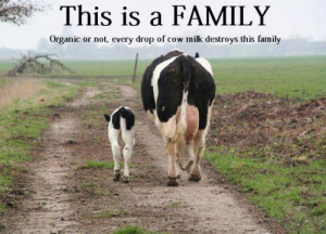 Like humans, cows must have a baby to produce milk, so they are ...