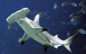 Female sharks capable of virgin birth