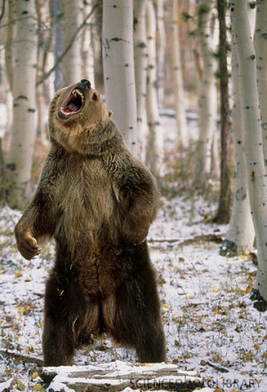 Angry Bear Standing Picture