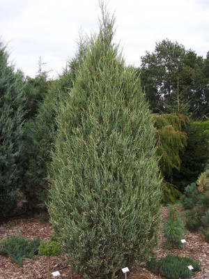 skyrocket juniper juniperus scopulorum 39 skyrocket 39
