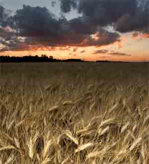 Black harvest: the battle against wheat rust