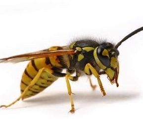 ... wasp wasps hornets are much larger than honeybees wasps are bright