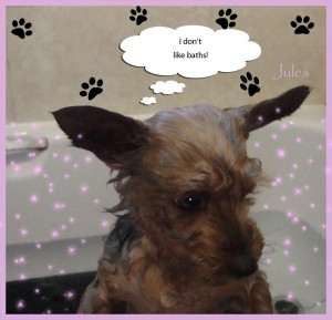 thought this photo needed a caption and a few illustrations!