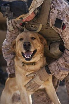 military dog and handler more military dogs mwd dogs heroes dogs thor ...