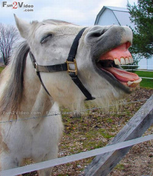 Laughing Funny Horse Picture