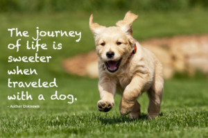 dog quotes pinterest inspirational dog quotes dog and puppy quotes