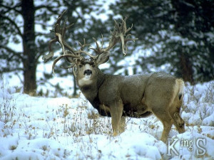 Mule, Bucks Deer, Wildlife Companion Animal, Big Bucks, Hunting, Deer ...