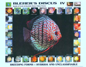 Bleher 39 s Discus IV Hybrid amp Unclassifiable