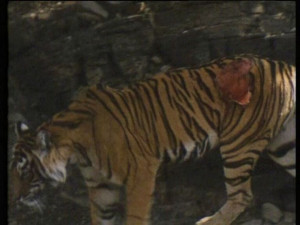 Siberian Tiger vs Grizzly Bear