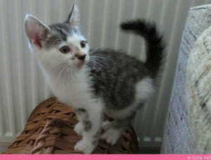 The Most Interesting Kitten World Cute Animals Online